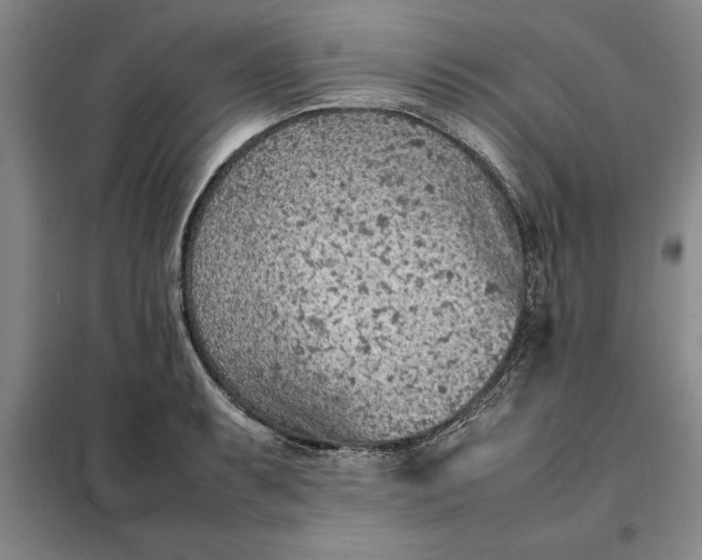 X0000098161087200805011425