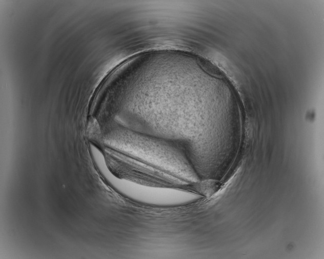 X0000098161089200805011425