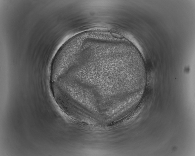 X0000098161099200805011425