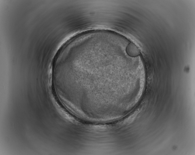 X0000098161126200805011424