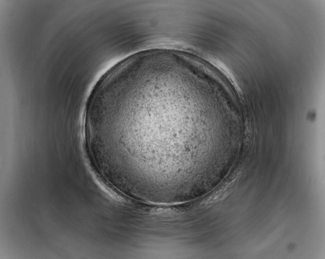 X0000098161128200805011424