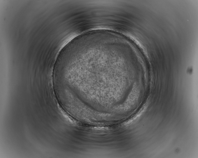 X0000098161137200805011425