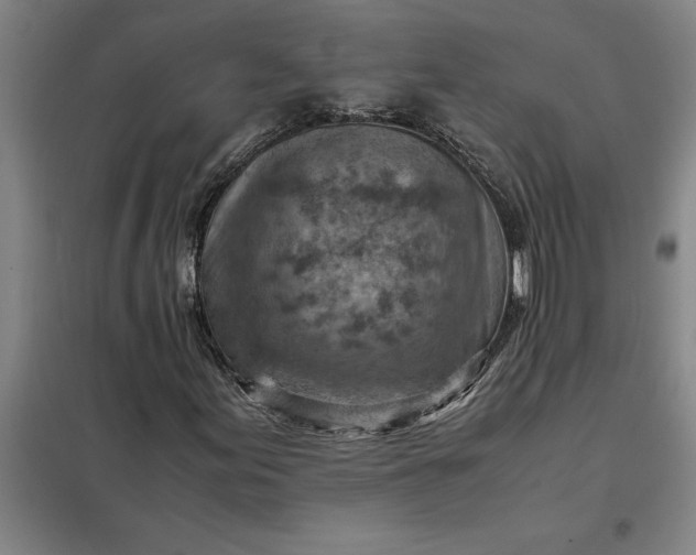 X0000098161155200805011424