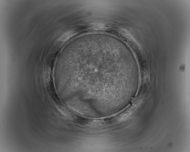 X0000098161161200805011424