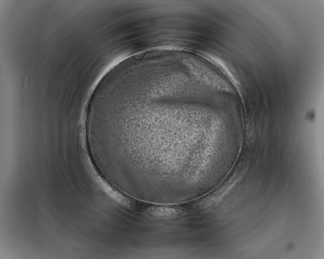 X0000098161235200805011423