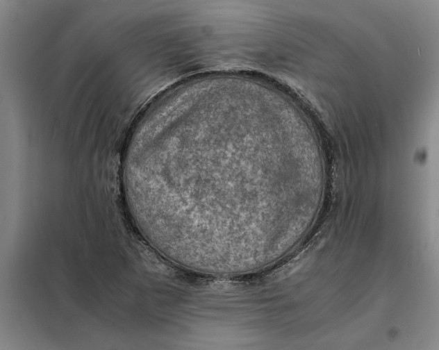 X0000098161265200805011422