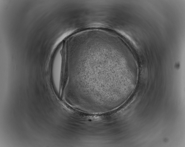 X0000098161317200805011421