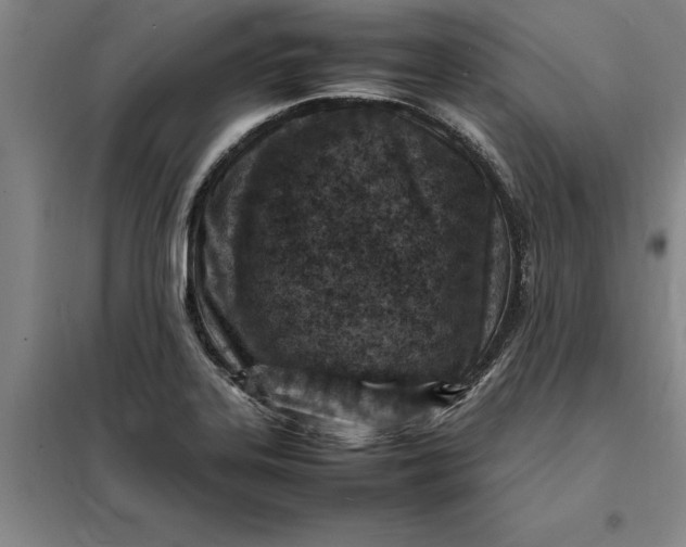 X0000098161323200805011421