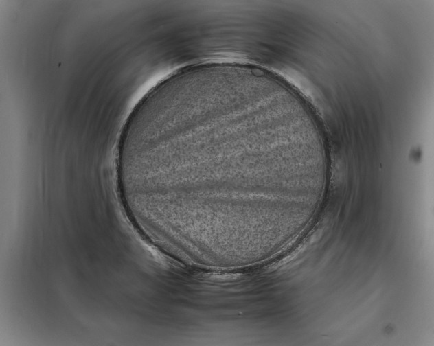 X0000098161325200805011421
