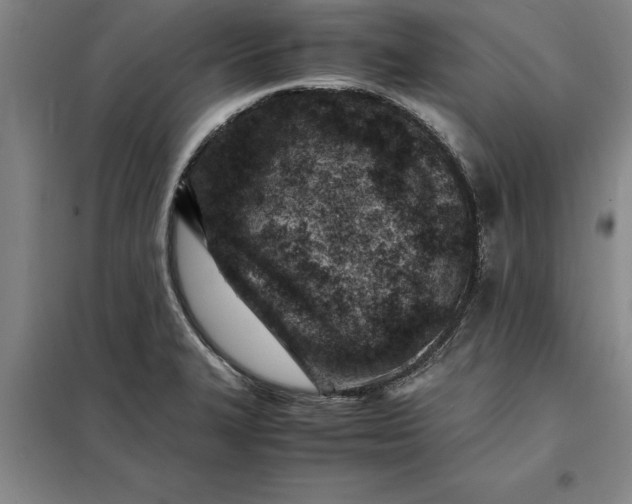 X0000098161327200805011421