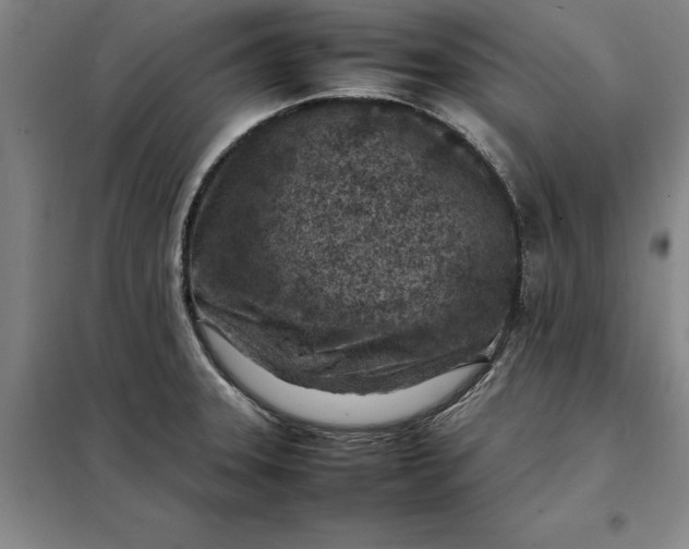 X0000098161331200805011421