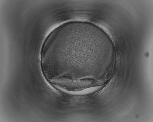 X0000098161335200805011422