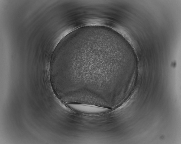 X0000098161337200805011422