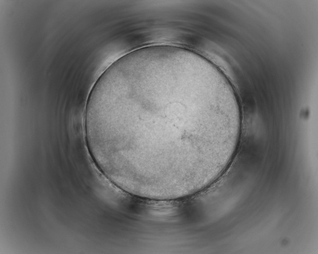 X0000098161338200805011422
