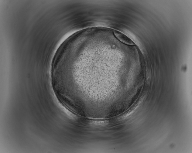 X0000098161339200805011422