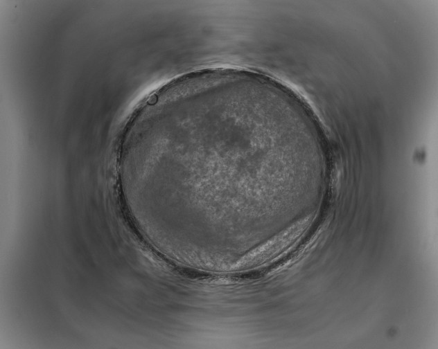 X0000098161359200805011421