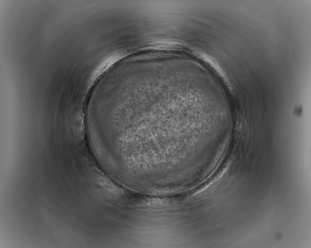 X0000098161362200805011421