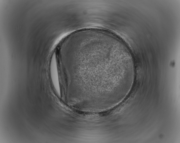 X0000098161363200805011421