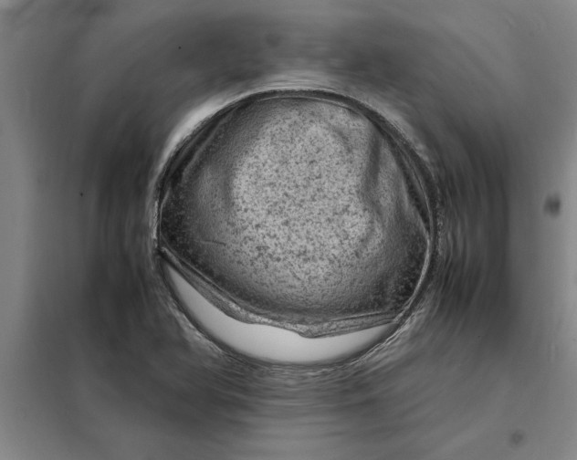 X0000098161366200805011421