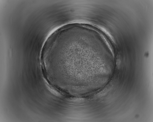 X0000098161372200805011421