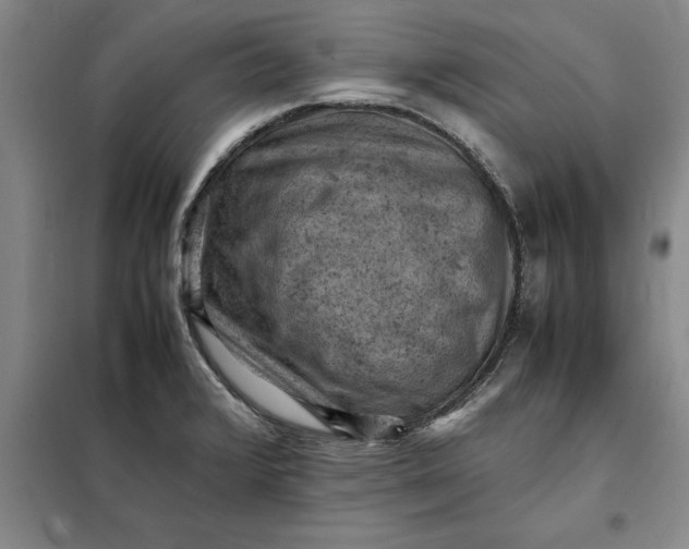 X0000098161376200805011421