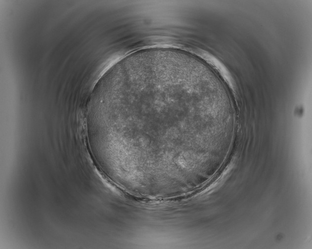 X0000098161385200805011420