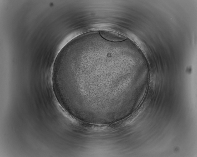 X0000098161386200805011420