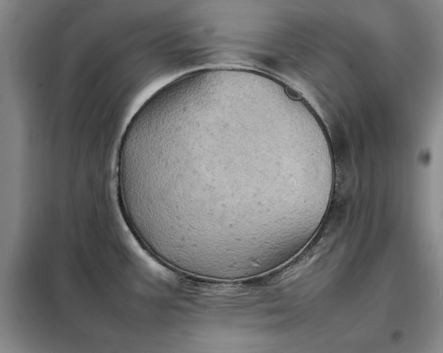 X0000098161387200805011420