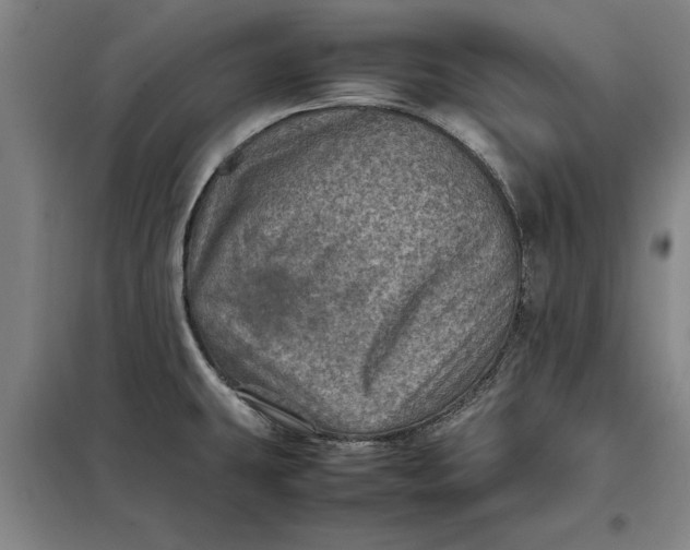 X0000098161431200805011420