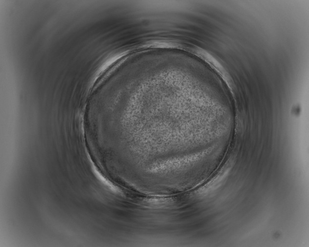 X0000098161433200805011420
