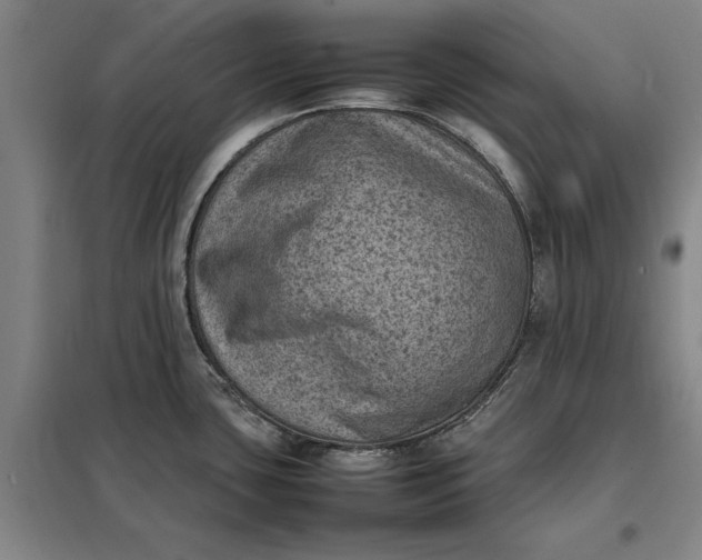 X0000098161435200805011420