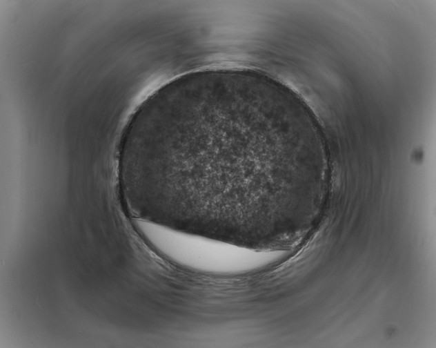 X0000098161459200805011419