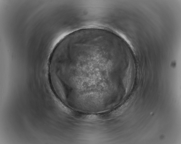 X0000098161463200805011419