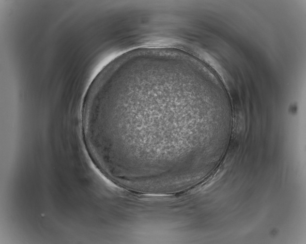 X0000098161487200805011419