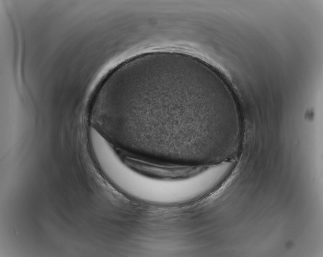 X0000098161506200805011418