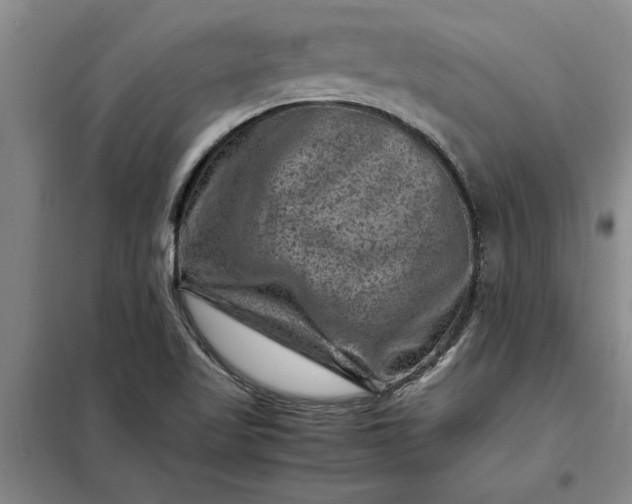 X0000098161509200805011418