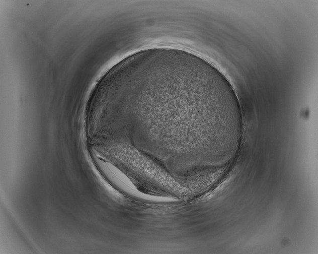 X0000098161525200805011419