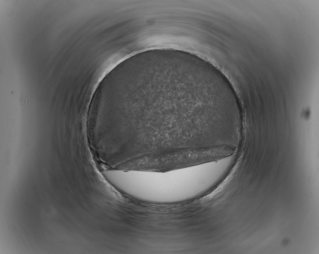 X0000098161529200805011419