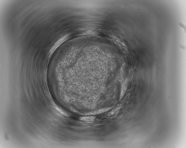 X0000098160051200805081112