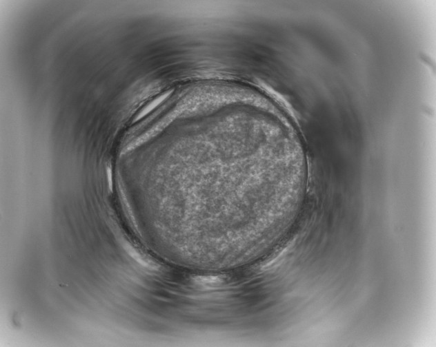 X0000098160061200805081113