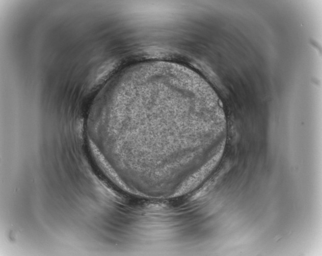 X0000098160066200805081113