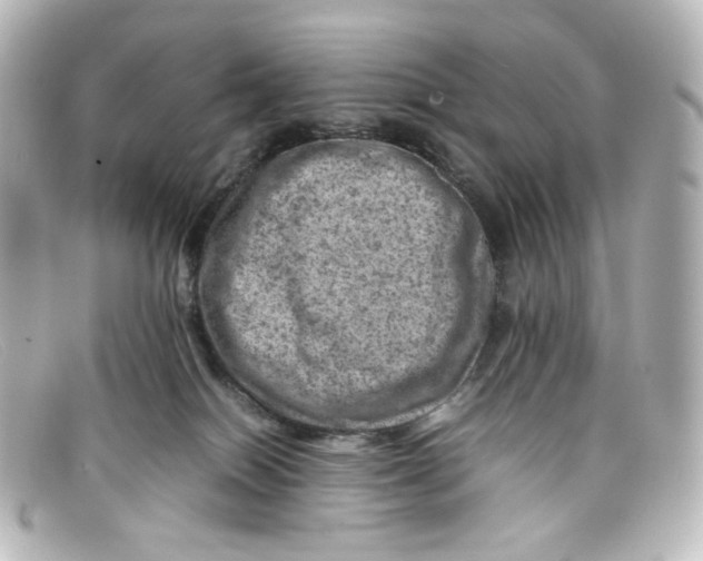 X0000098160086200805081113