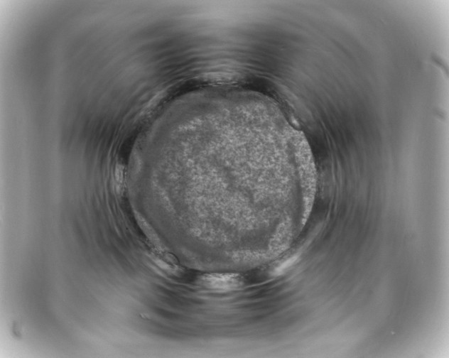 X0000098160093200805081113