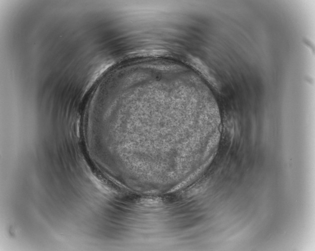 X0000098160110200805081112