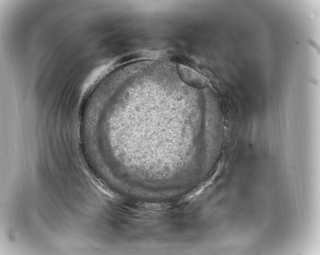 X0000098160149200805081111