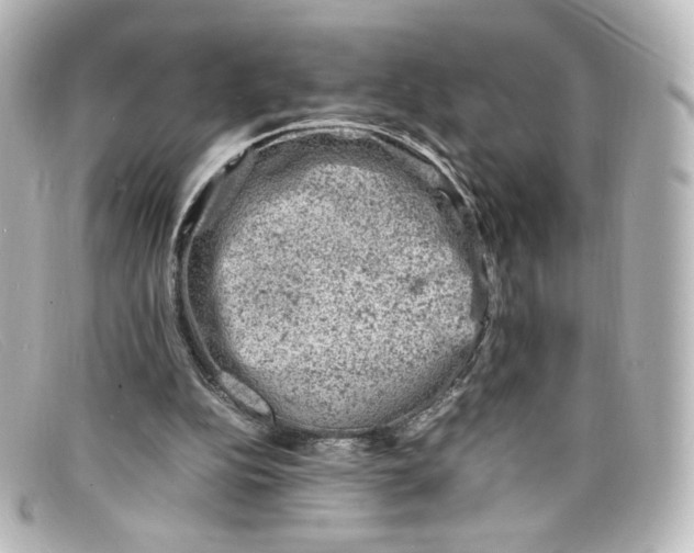 X0000098160152200805081111