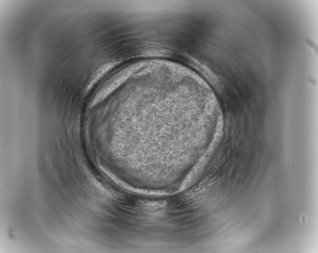 X0000098160155200805081111