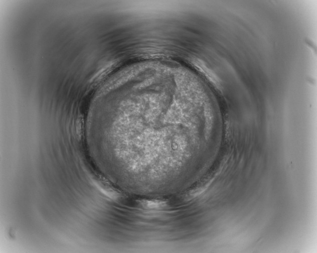 X0000098160165200805081111