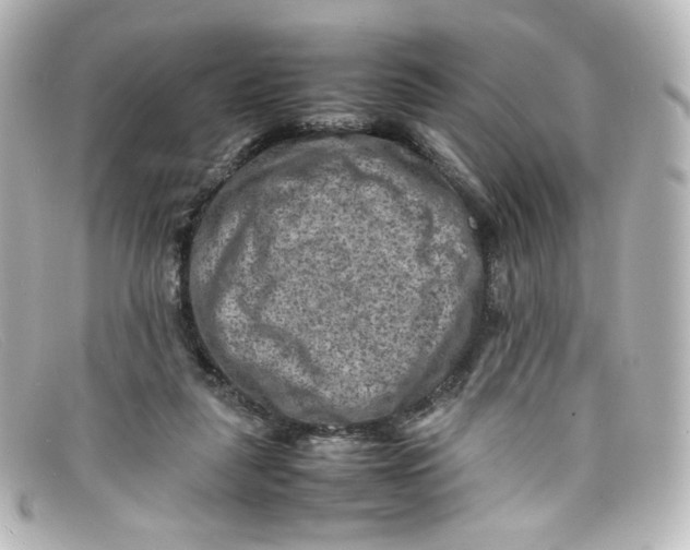 X0000098160259200805081110
