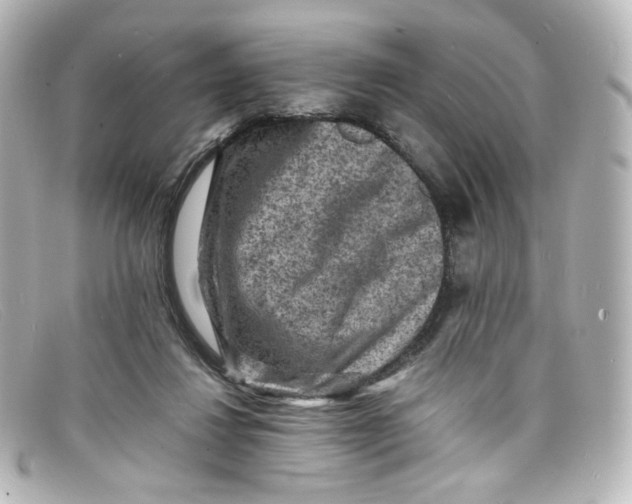 X0000098160260200805081110
